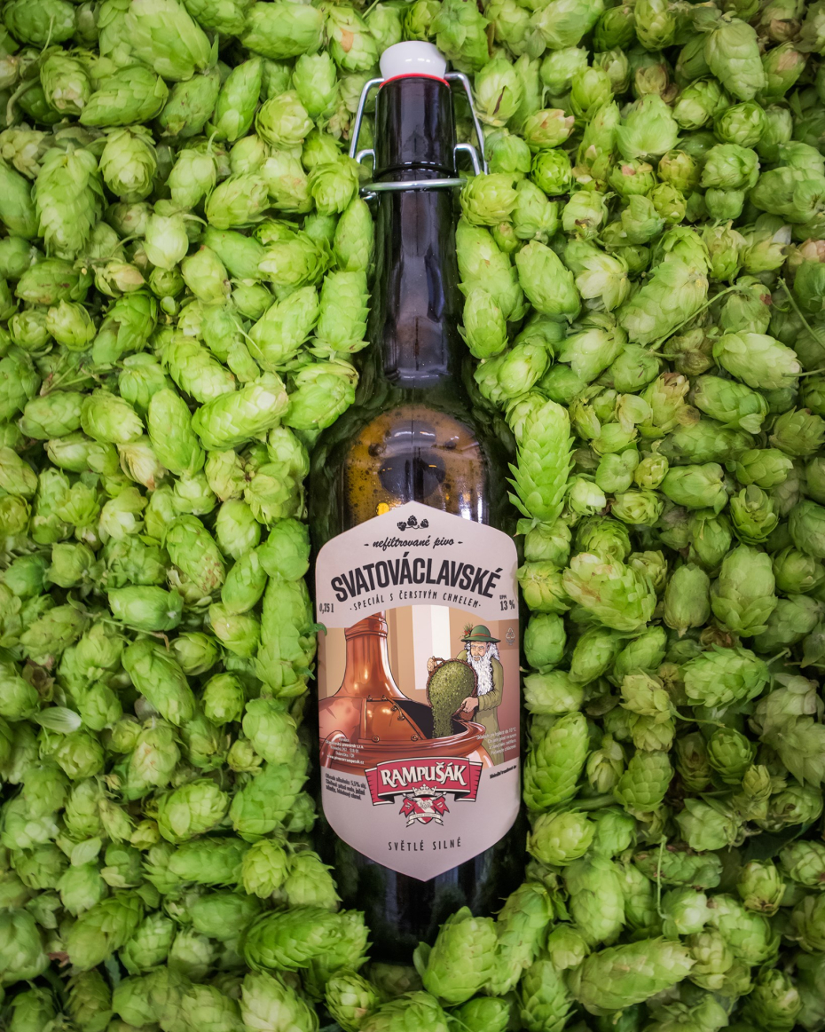 Svatováclavské pivo s čerstvým chmelem